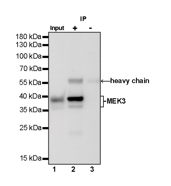 Rabbit anti-MEK3 Recombinant Monoclonal Antibody(S-835-23)
