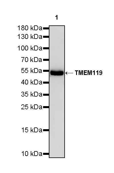 Rabbit anti-TMEM119 Recombinant Monoclonal Antibody(S-838-46)