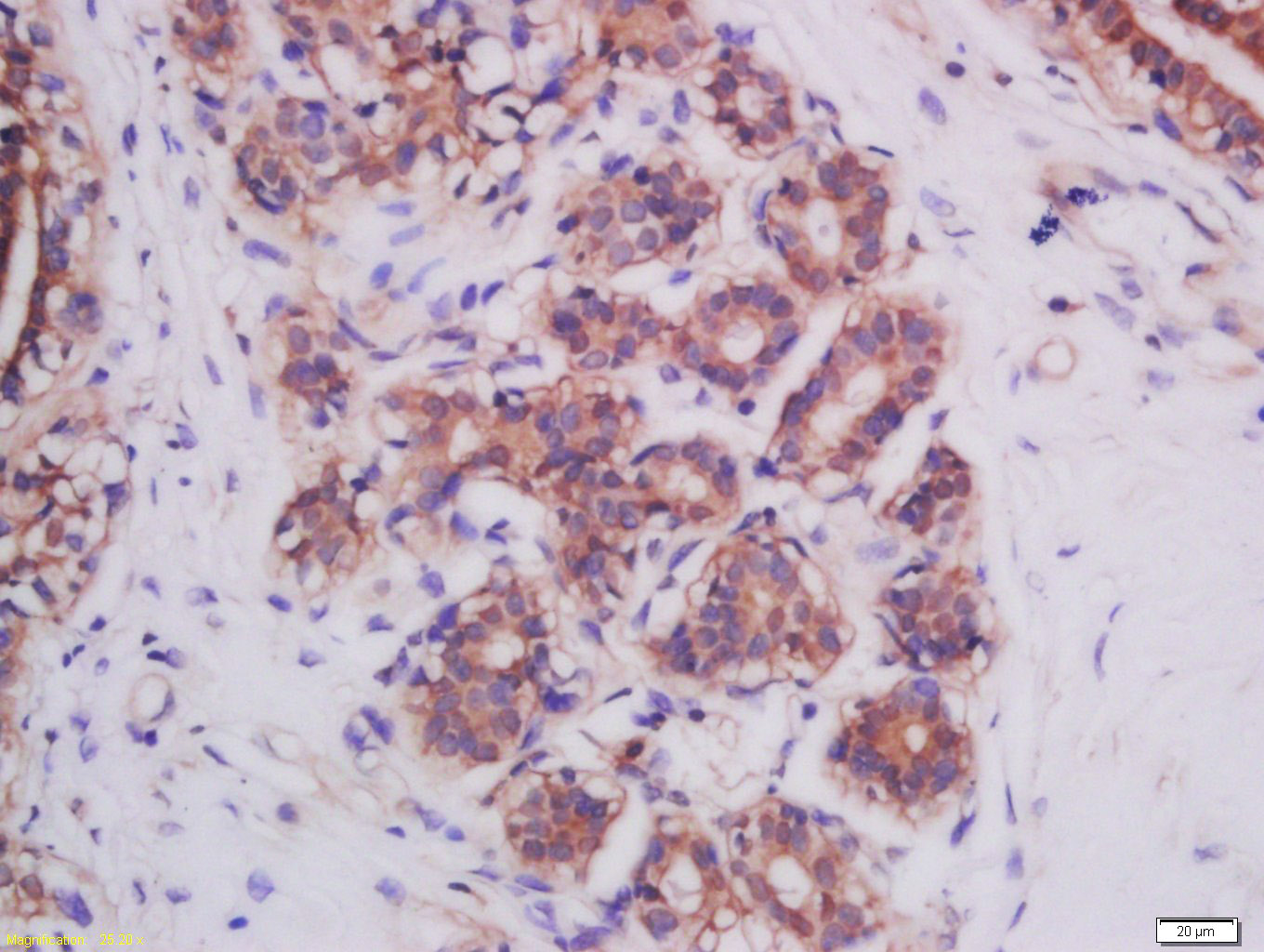 Rabbit anti-Mitofusin 2 Polyclonal Antibody