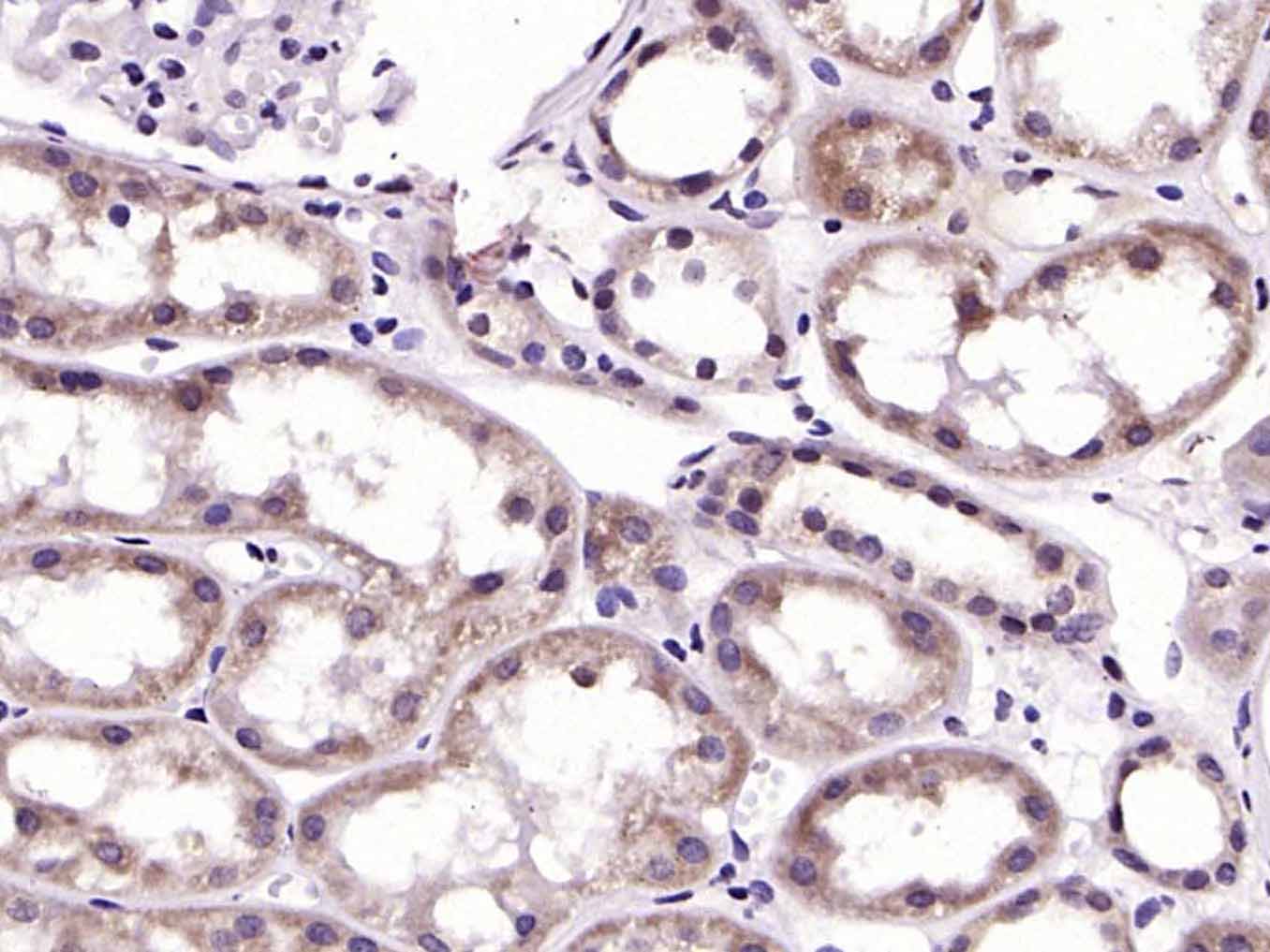 Mouse anti-GSK-3β(NT) Polyclonal Antibody
