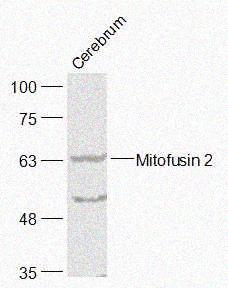 Rabbit anti-Mitofusin 2 Polyclonal Antibody