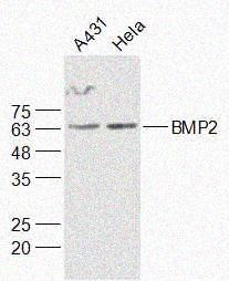 Rabbit anti-BMP2 Polyclonal Antibody