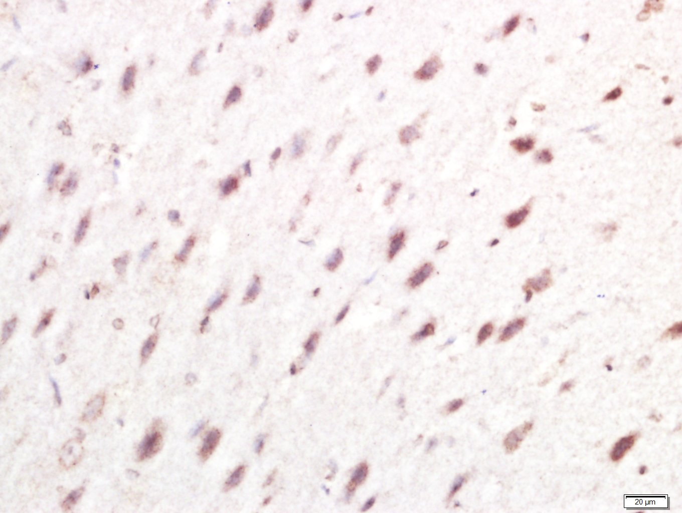 Rabbit anti-IRF7 Polyclonal Antibody