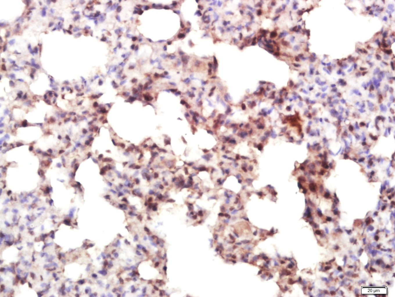 Rabbit anti-IRF7 Polyclonal Antibody