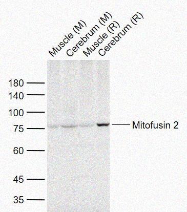 Rabbit anti-Mitofusin 2 Polyclonal Antibody