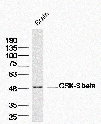 Mouse anti-GSK-3β(NT) Polyclonal Antibody