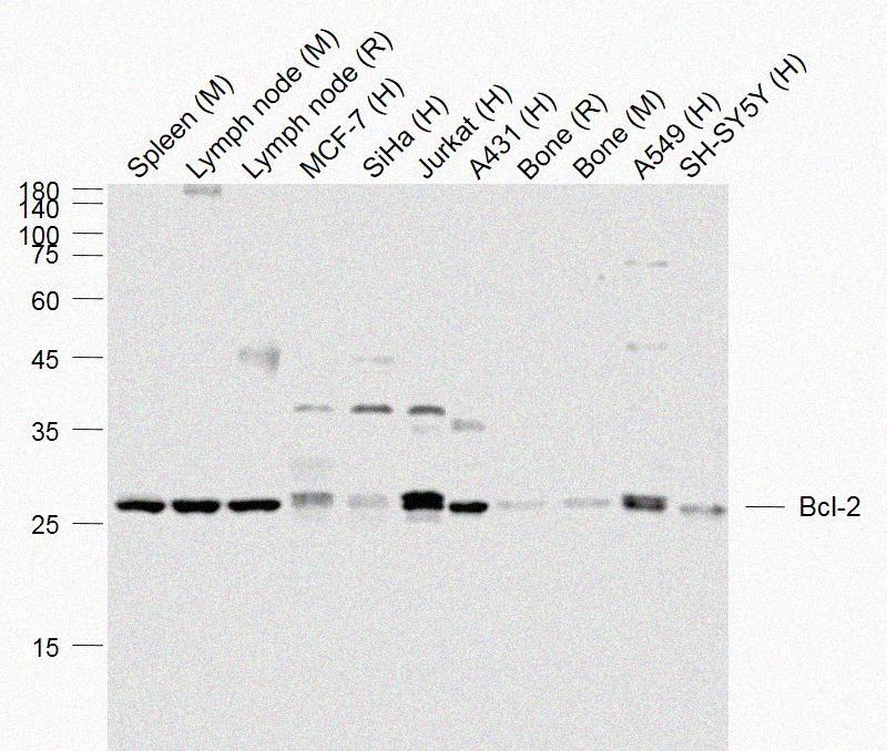 Rabbit anti-Bcl-2 Polyclonal Antibody