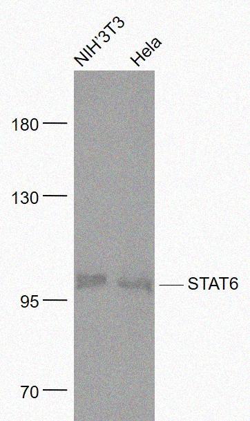 Rabbit anti-STAT6 Monoclonal Antibody