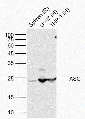 Rabbit anti-ASC Polyclonal Antibody