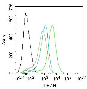 Rabbit anti-IRF7 Polyclonal Antibody