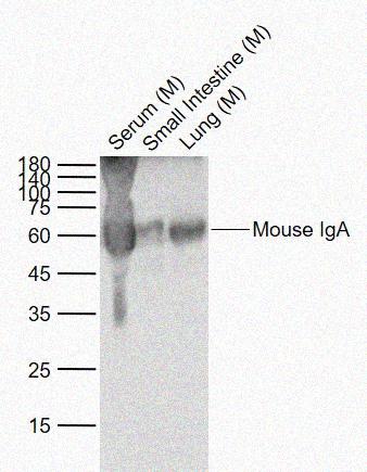 Rabbit anti-Mouse IgA Polyclonal Antibody
