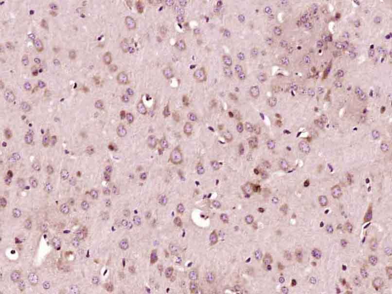Rabbit anti-Mitofusin 2 Polyclonal Antibody