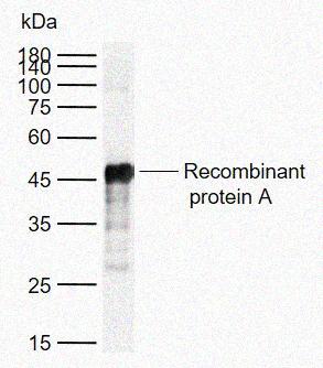 Rabbit anti-Protein A Polyclonal Antibody