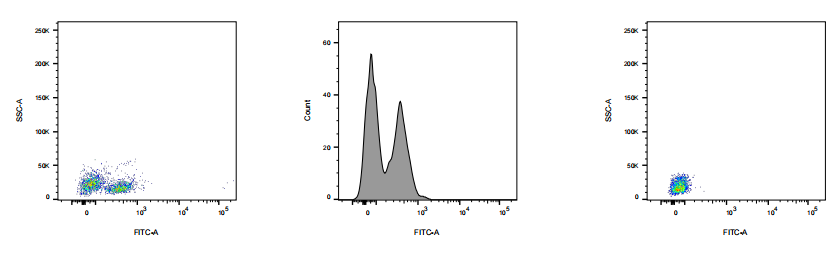 FITC Rabbit anti-Human CD28 Antibody(5J3)