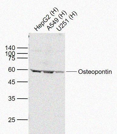 Rabbit anti-Osteopontin Polyclonal Antibody