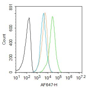 Rabbit anti-Osteopontin Polyclonal Antibody