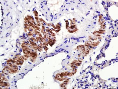 Rabbit anti-Osteopontin Polyclonal Antibody