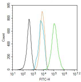 Rabbit anti-β-Actin Polyclonal Antibody