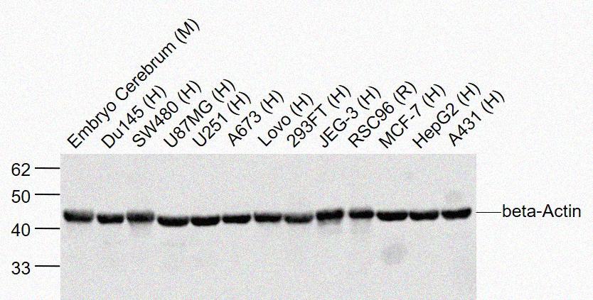 Rabbit anti-β-Actin Polyclonal Antibody