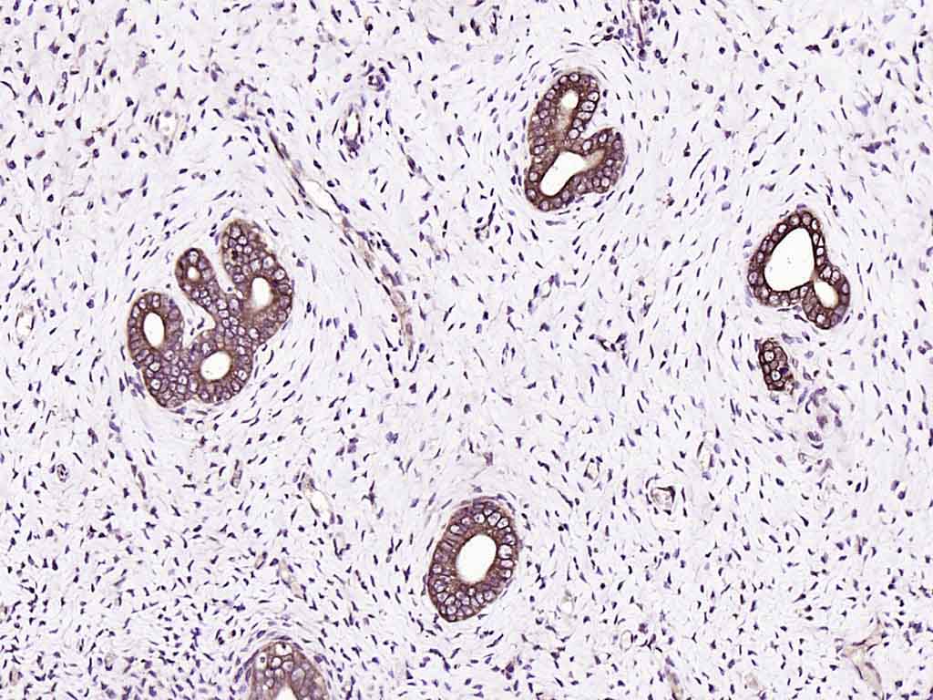 Rabbit anti-IGF 1 Polyclonal Antibody