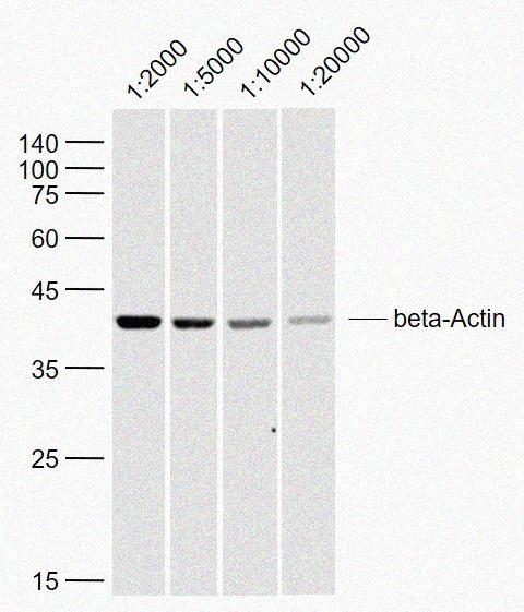 Rabbit anti-β-Actin Polyclonal Antibody