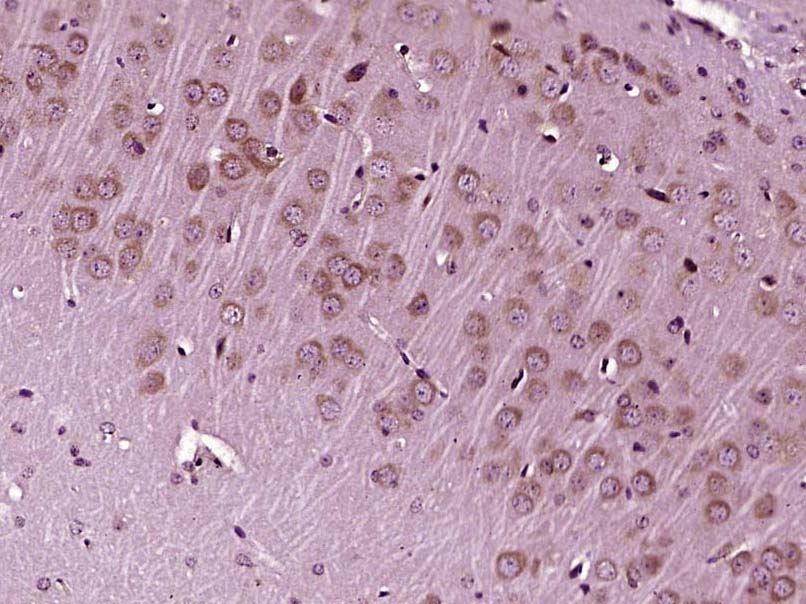 Rabbit anti-IGF 1 Polyclonal Antibody