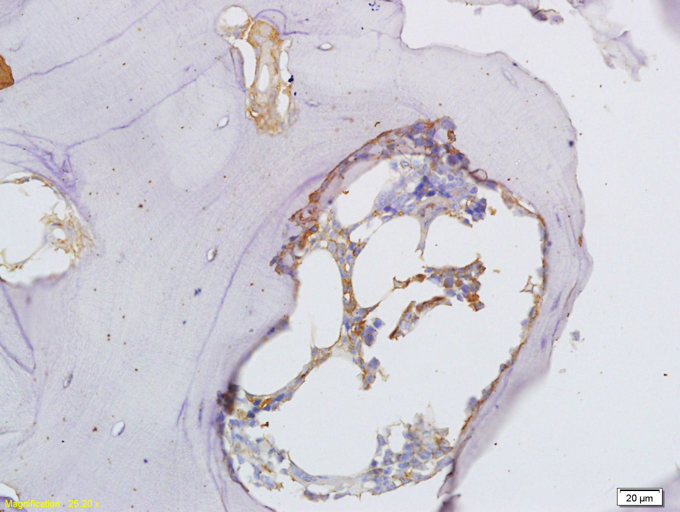 Rabbit anti-Osteopontin Polyclonal Antibody
