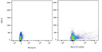 PE-Cy7 Mouse anti-Human CD20 Antibody(B-Ly1)