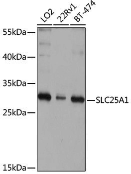 Rabbit anti-SLC25A1 Polyclonal Antibody