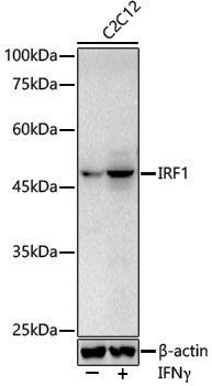 Rabbit anti-IRF1 Polyclonal Antibody