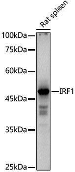 Rabbit anti-IRF1 Polyclonal Antibody