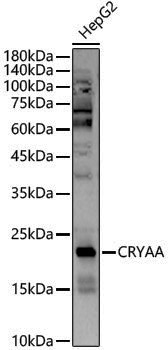 Rabbit anti-CRYAA Polyclonal Antibody