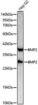 Rabbit anti-BMP2 Polyclonal Antibody