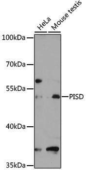 Rabbit anti-PISD Polyclonal Antibody