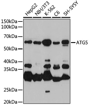 Rabbit anti-ATG5 Polyclonal Antibody