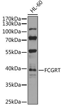 Rabbit anti-FCGRT Polyclonal Antibody