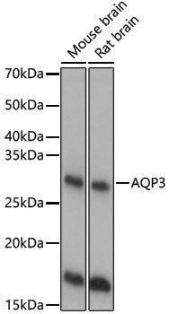 Rabbit anti-AQP3 Polyclonal Antibody