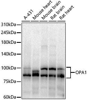 Rabbit anti-OPA1 Polyclonal Antibody