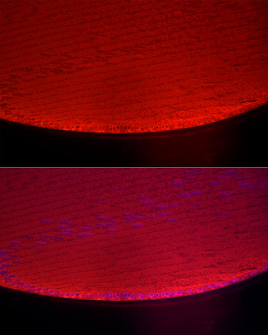Rabbit anti-CRYAA Polyclonal Antibody