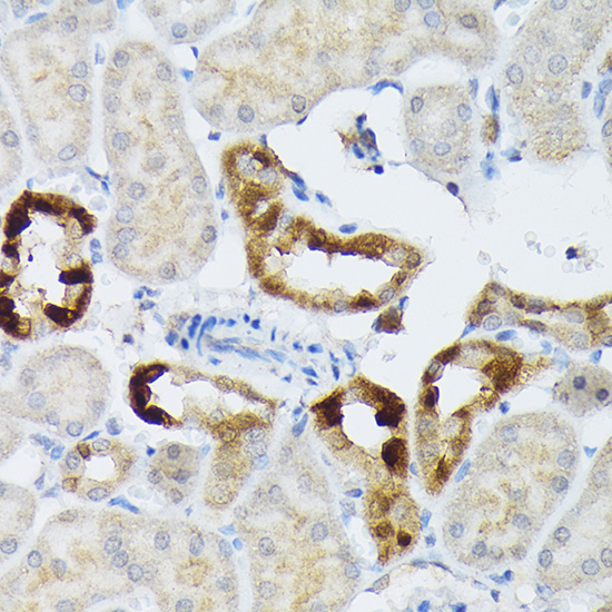 Rabbit anti-BMP2 Polyclonal Antibody