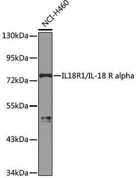 Rabbit anti-IL18R1 Polyclonal Antibody