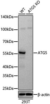 Rabbit anti-ATG5 Polyclonal Antibody