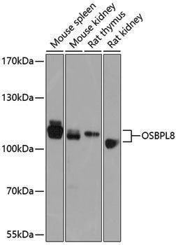 Rabbit anti-OSBPL8 Polyclonal Antibody
