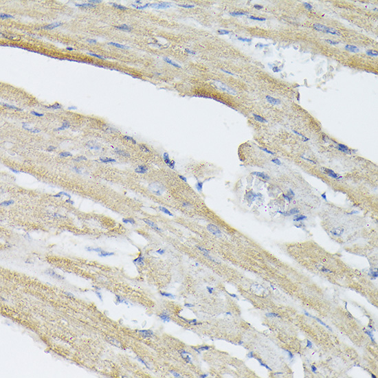 Rabbit anti-BMP2 Polyclonal Antibody
