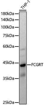 Rabbit anti-FCGRT Polyclonal Antibody