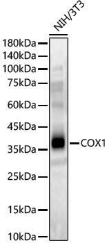 Rabbit anti-MT-CO1 Polyclonal Antibody