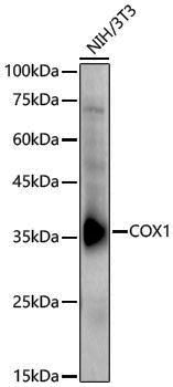 Rabbit anti-MT-CO1 Polyclonal Antibody