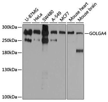 Rabbit anti-GOLGA4 Polyclonal Antibody