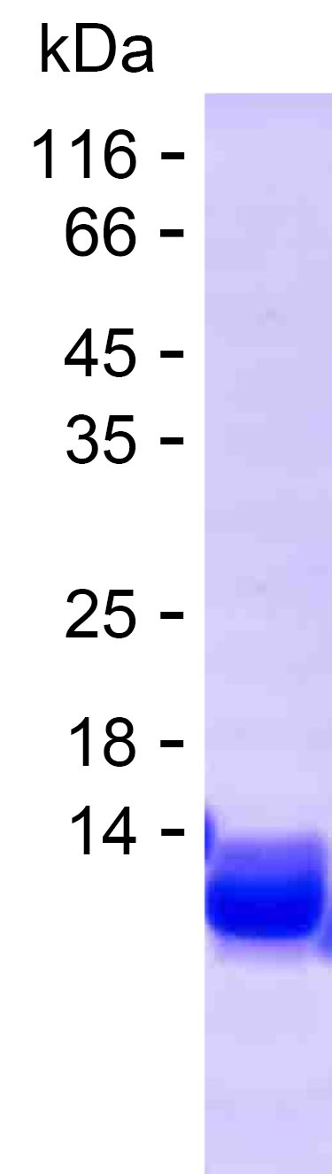 Recombinant Human MRPS33 Protein(C-His)