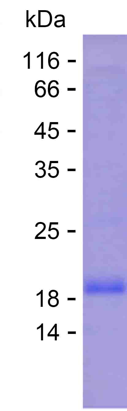 Recombinant Human CREB1 Protein(C-His)